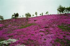 �������u�ł�����܂�v