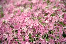 �������u�ł�����܂�v