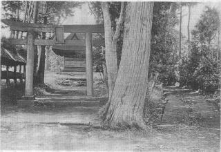 みみずのたはごと 別れの杉