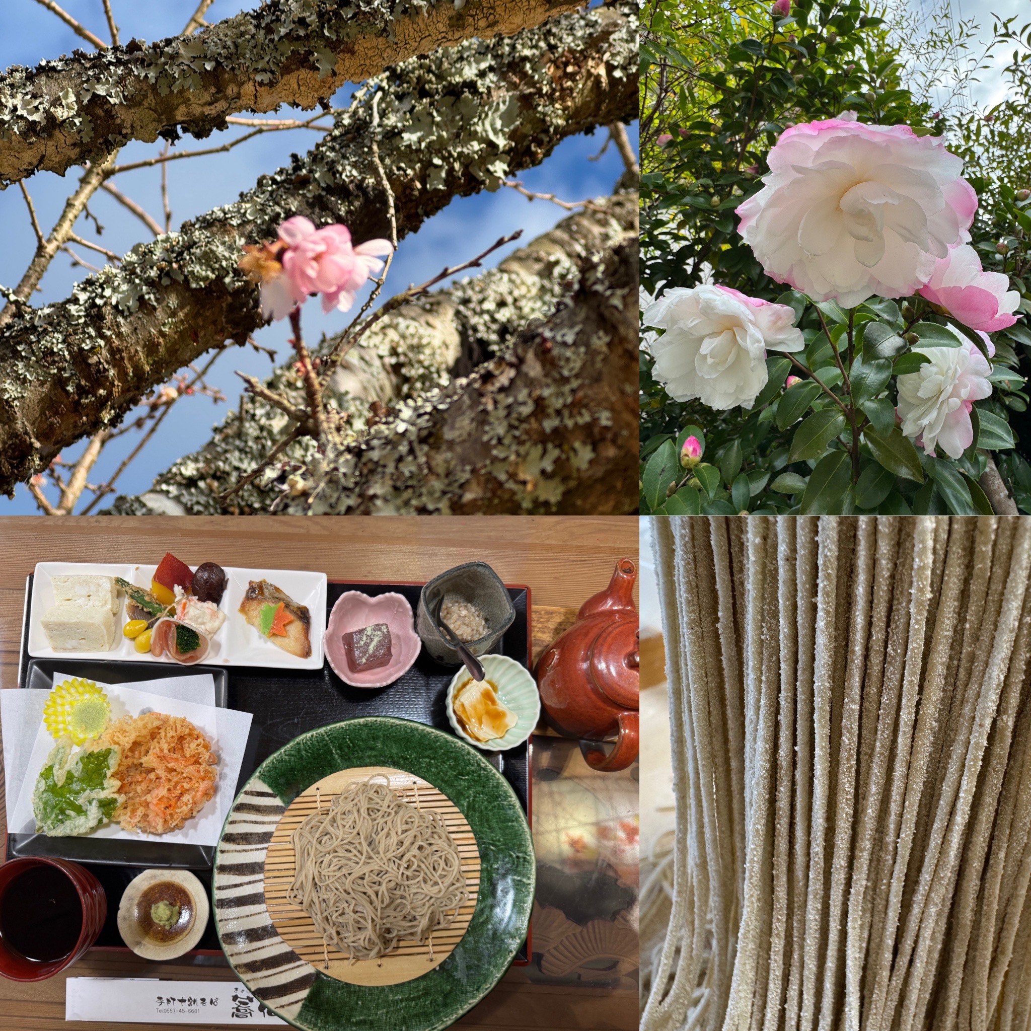 桜の里の十月桜