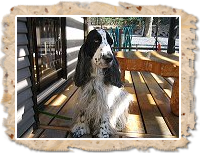 ワンちゃんとご一緒でもお召し上がりいただけます