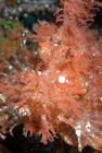 Lacey Scorpion Fish