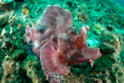 Paddle Flap Scorpion Fish