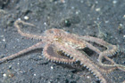 Long Hand Octopus