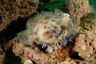 Frogfish