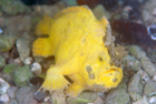 Blackish Frog Fish