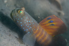 Yellow Barred Shrimp Goby #1