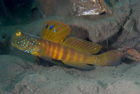 Yellow Barred Shrimp Goby#2