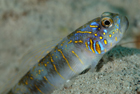 Gold Speckled Shrimpgoby
