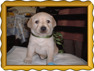 �t���[��