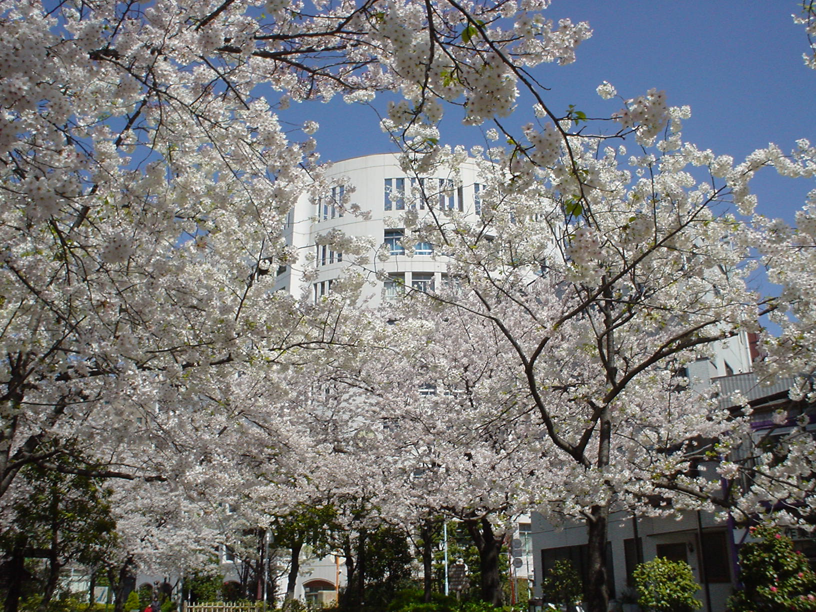 �s���䓌���ƍ��Z�i���̘L���������ނƊw�Z��������j