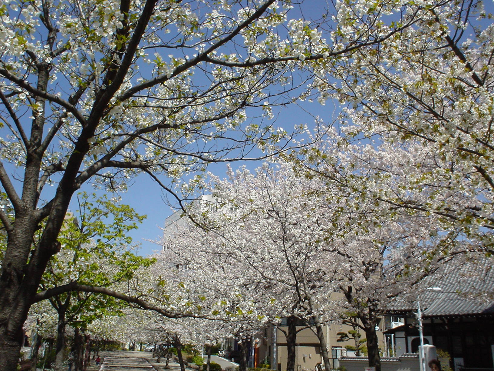 ���̉��ɐ󑐍��Z