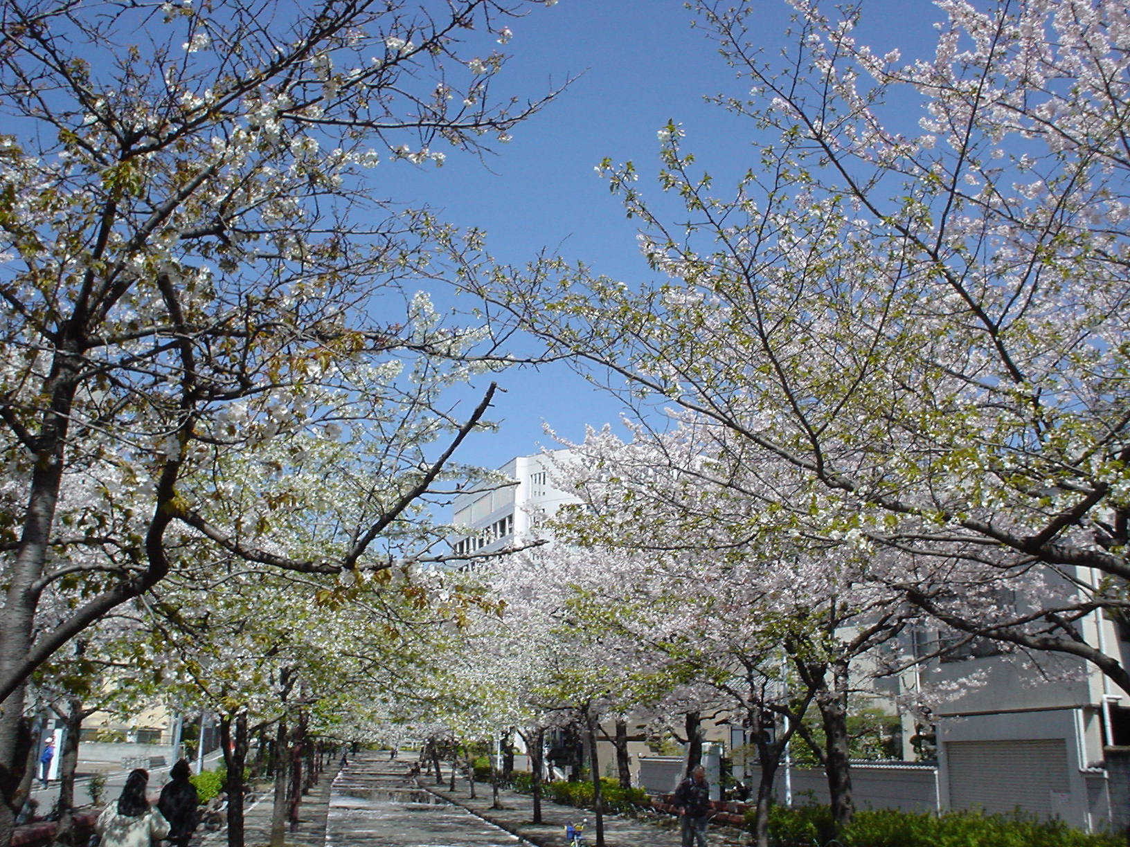 ���̉��Ɍ�����󑐍��Z