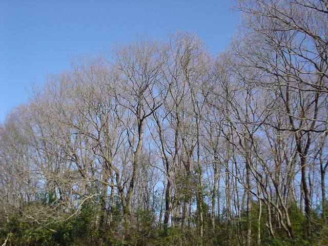 �悢�N���}���Ă��������B