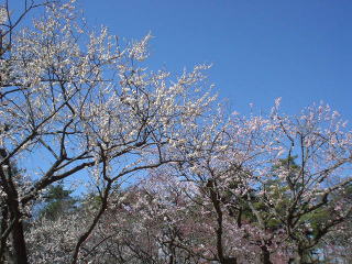 �V�������䂪�F�����҂��Ă��܂��B