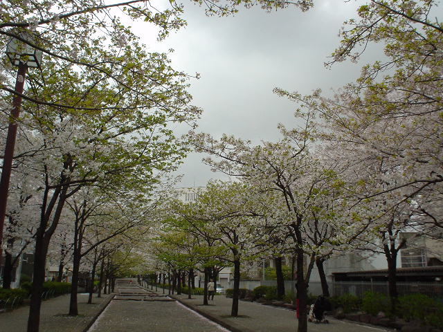 �܂�Ȃ̂Ő󑐍��Z���͂����茩���Ȃ��B