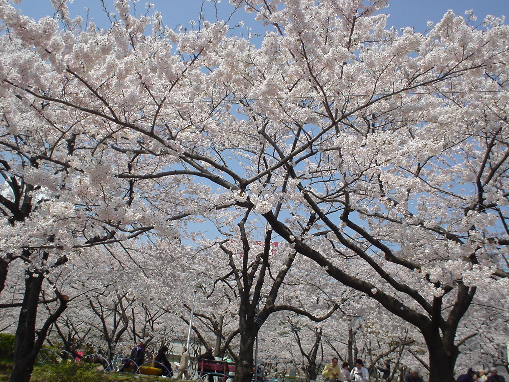 ���c�����̍�