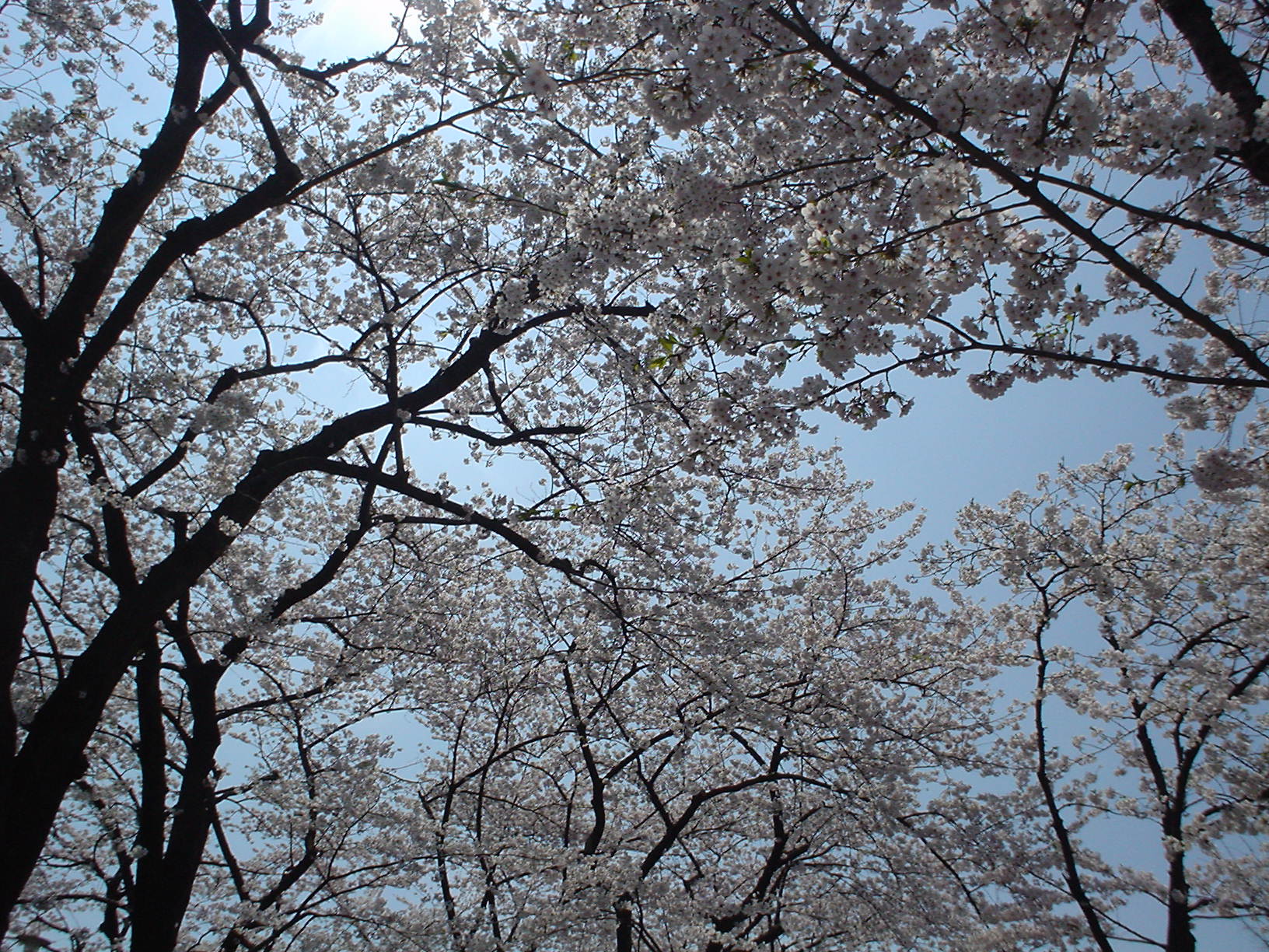 �t�̋��c����