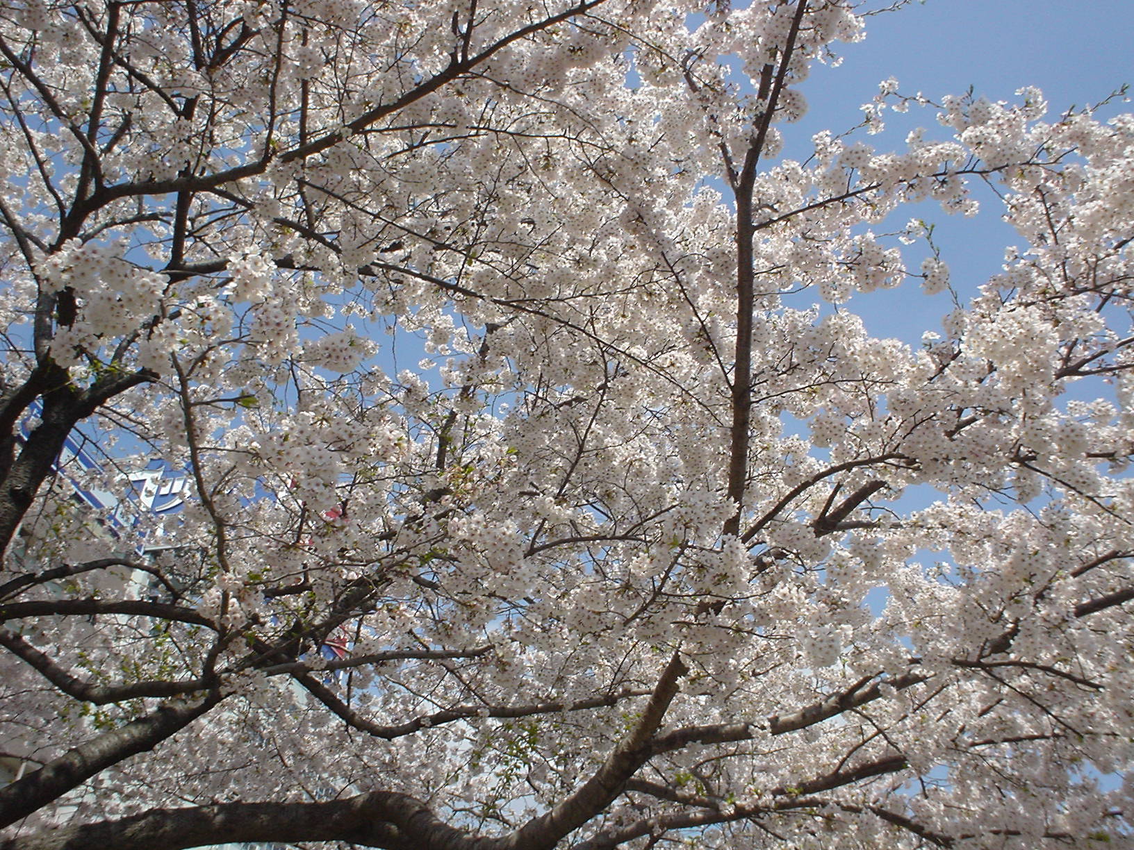 ���c�����̍�������