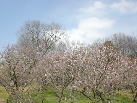 ���́A��s�⏤�X�A�H��Ȃǂɋ΂߂Ă��ė[���ɂȂ�Ɗw�Z�ɏW�܂��Ă��܂���