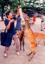 �G�[�X�PVS��