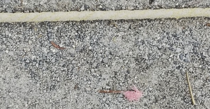 6月8日に小学校の校庭に落ちていた釘とロープの写真