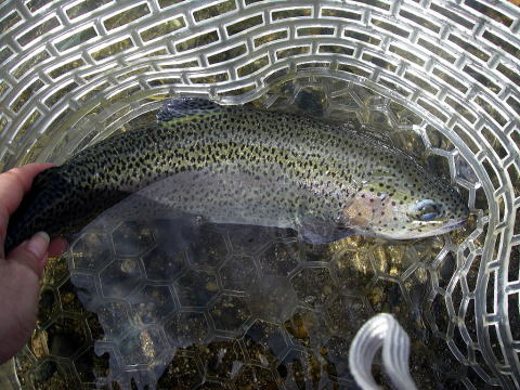 それなりの良型(汗)