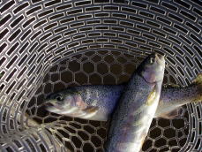 ��l�����ɒނꂽ