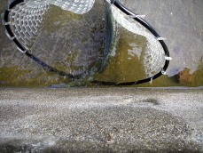 �����[�X�O