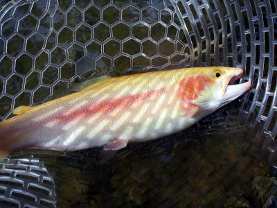 40pオーバーはまずまずのサイズ?