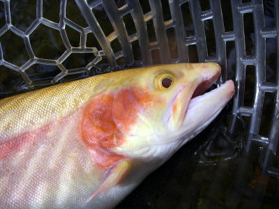 ���߂ẴA���r�m