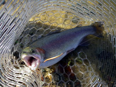 ������ԃq�b�g�̂r�o�nON�@�u�P�C�����݂̂���v