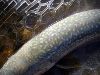 �S�M�݂����`�`�I