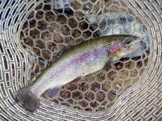 レギュラーサイズ