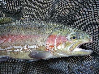 ���^�{�T�C�Y