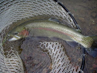 ���Ԃ�T�O�t�o�ɐ����炸