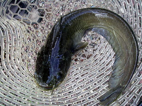 �y���T�O�I�[�o�[