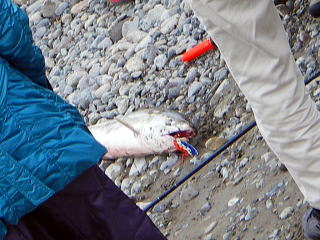 ���ʂ́��Ɣ���