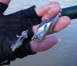 ꖂ�ꂽ�T���}