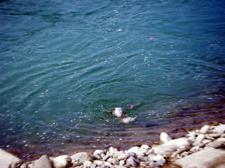 �^�R�x�C�g�t��