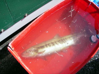 ���C�񕜒�