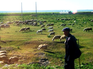 写真１：ハイラルの草原の羊の群れと老羊飼い。