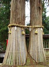 写真I8:境内の夫婦杉。