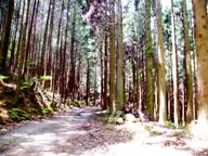 �ʐ^�O�F�������񂾐��сB