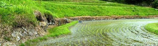 �ʐ^�P�P�F�i���̏��X�Ɍ�����u���܁v�B