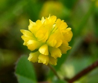 �ʐ^�V�F�ԁB