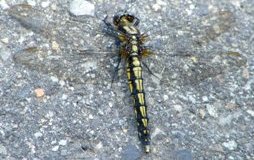 �ʐ^���P�O�F�V�I���g���{�i���j�B