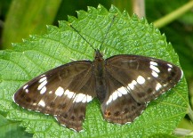 �ʐ^���P�Q�F�C�`�����W�`���E�B