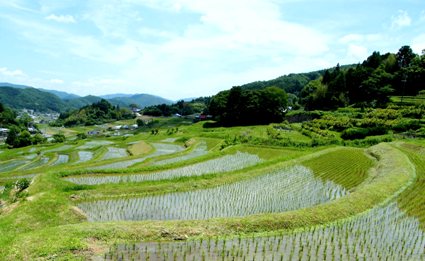 �ʐ^���F�O��������̒I�c�B