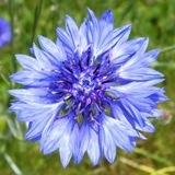 �ʐ^���W�F�ԁB